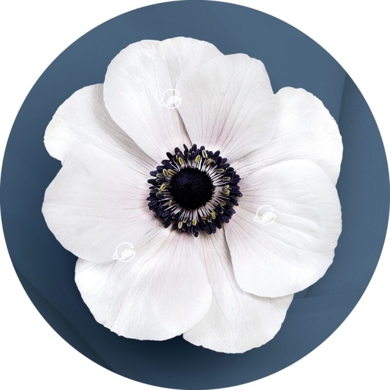 anemone-geoflora