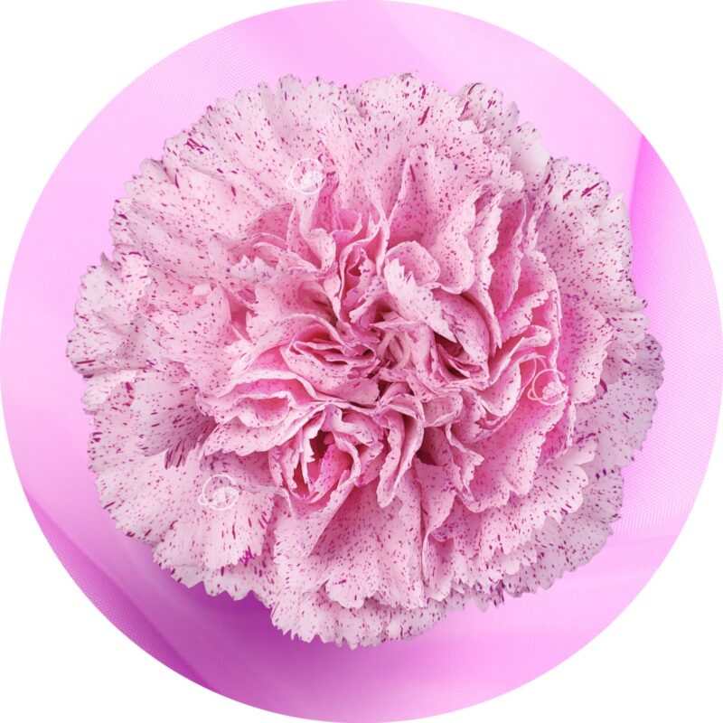 Carnation Page 5 Geoflora