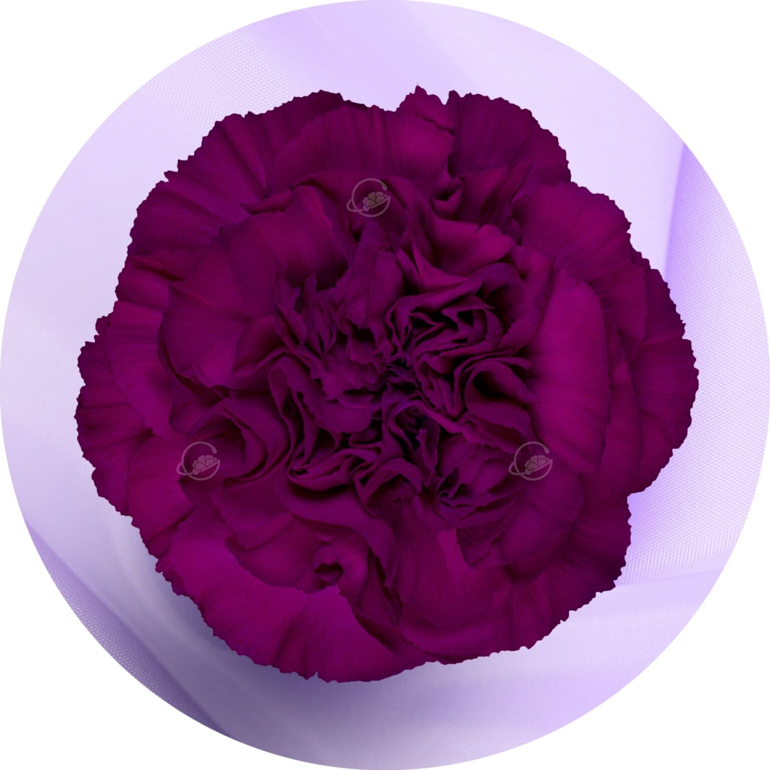 neptune-geoflora