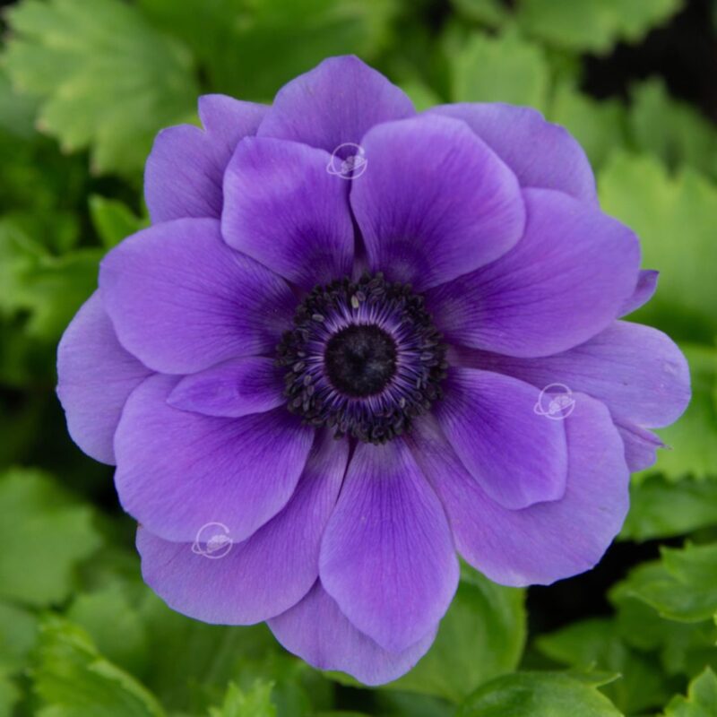 anemone-geoflora