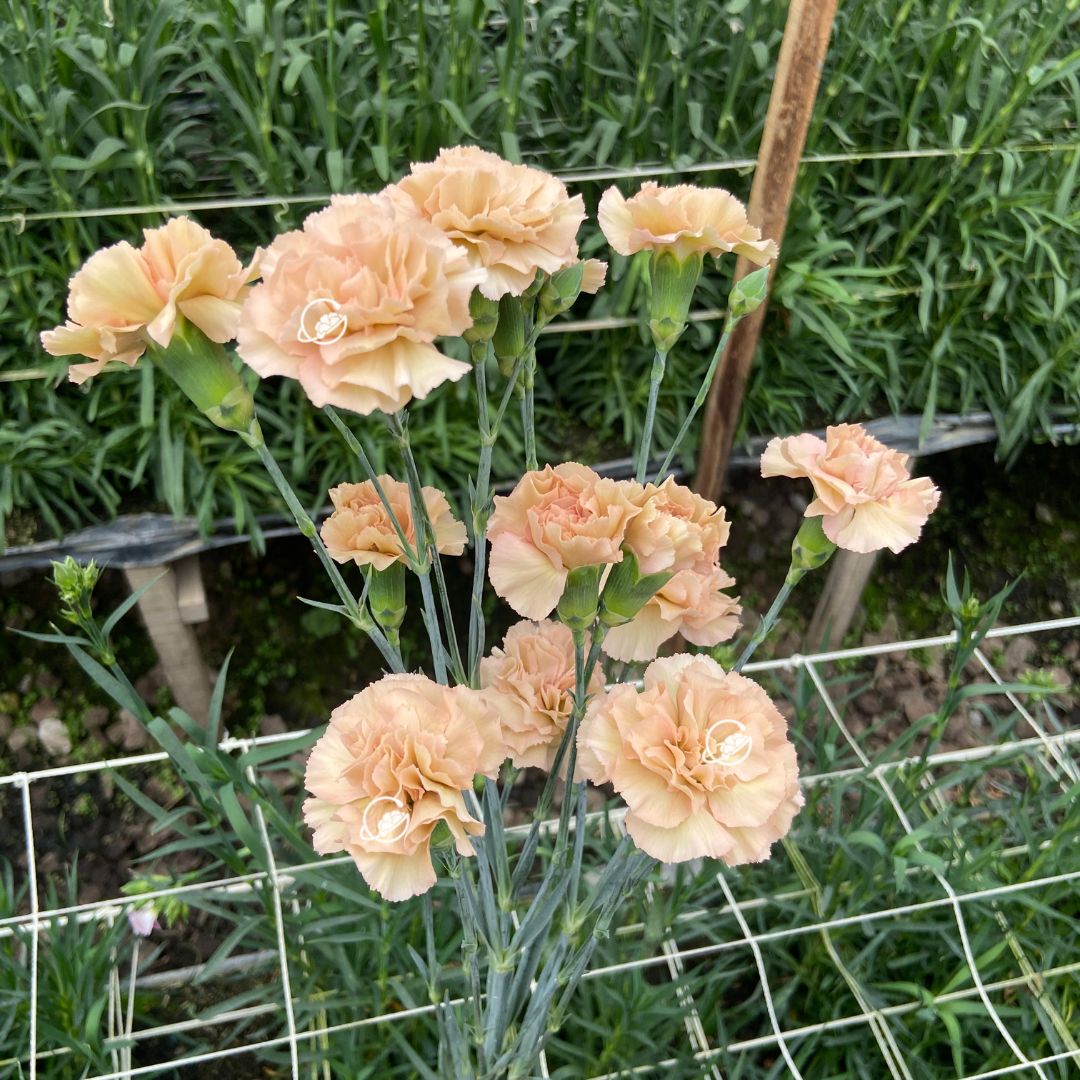 Brown Sugar Geoflora